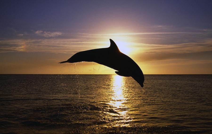 Port River Dolphin Trail image